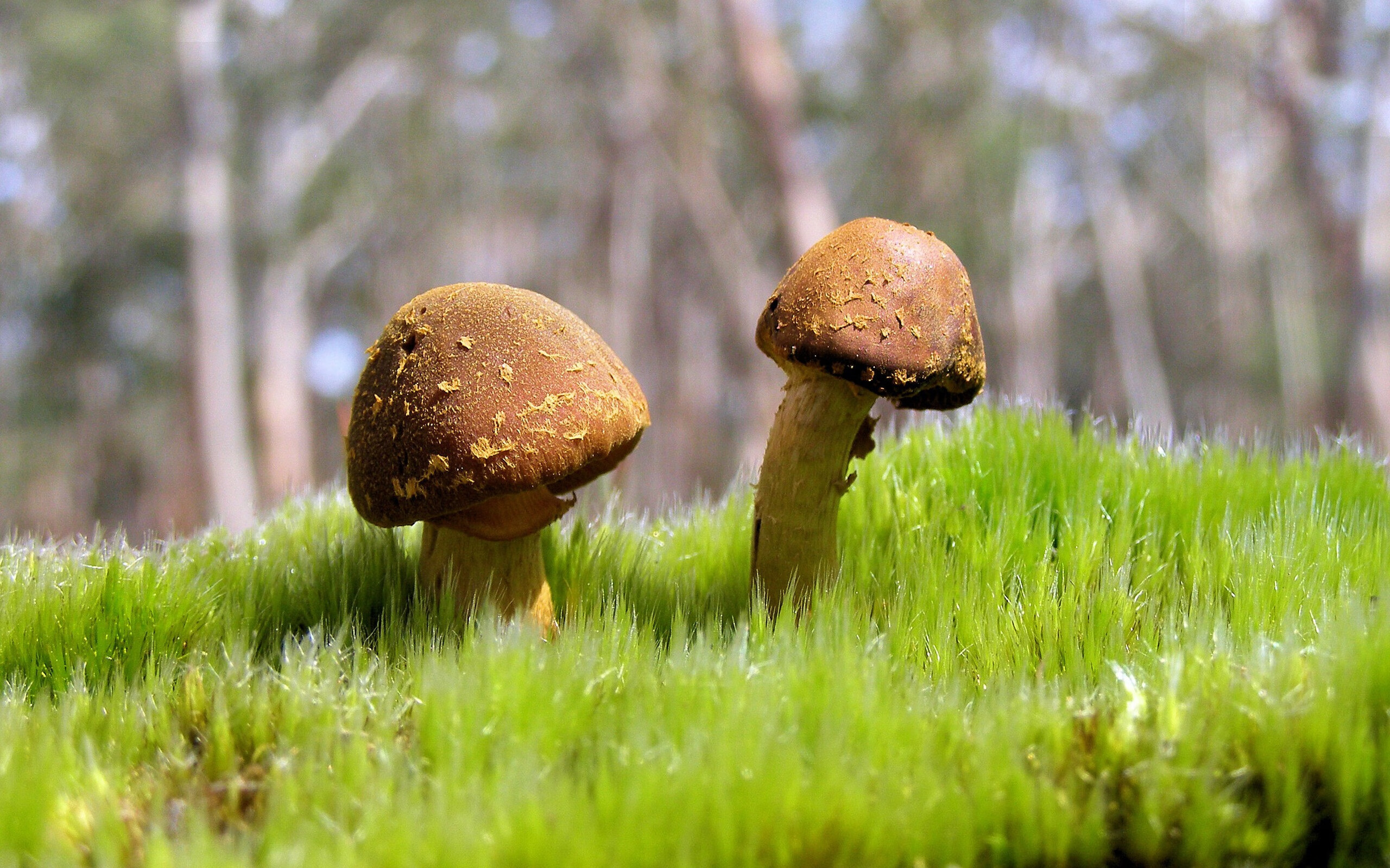 爱游戏 电竞-中国赛车手勇夺国际大奖赛冠军,创历史新高,中国国际赛车手排行榜