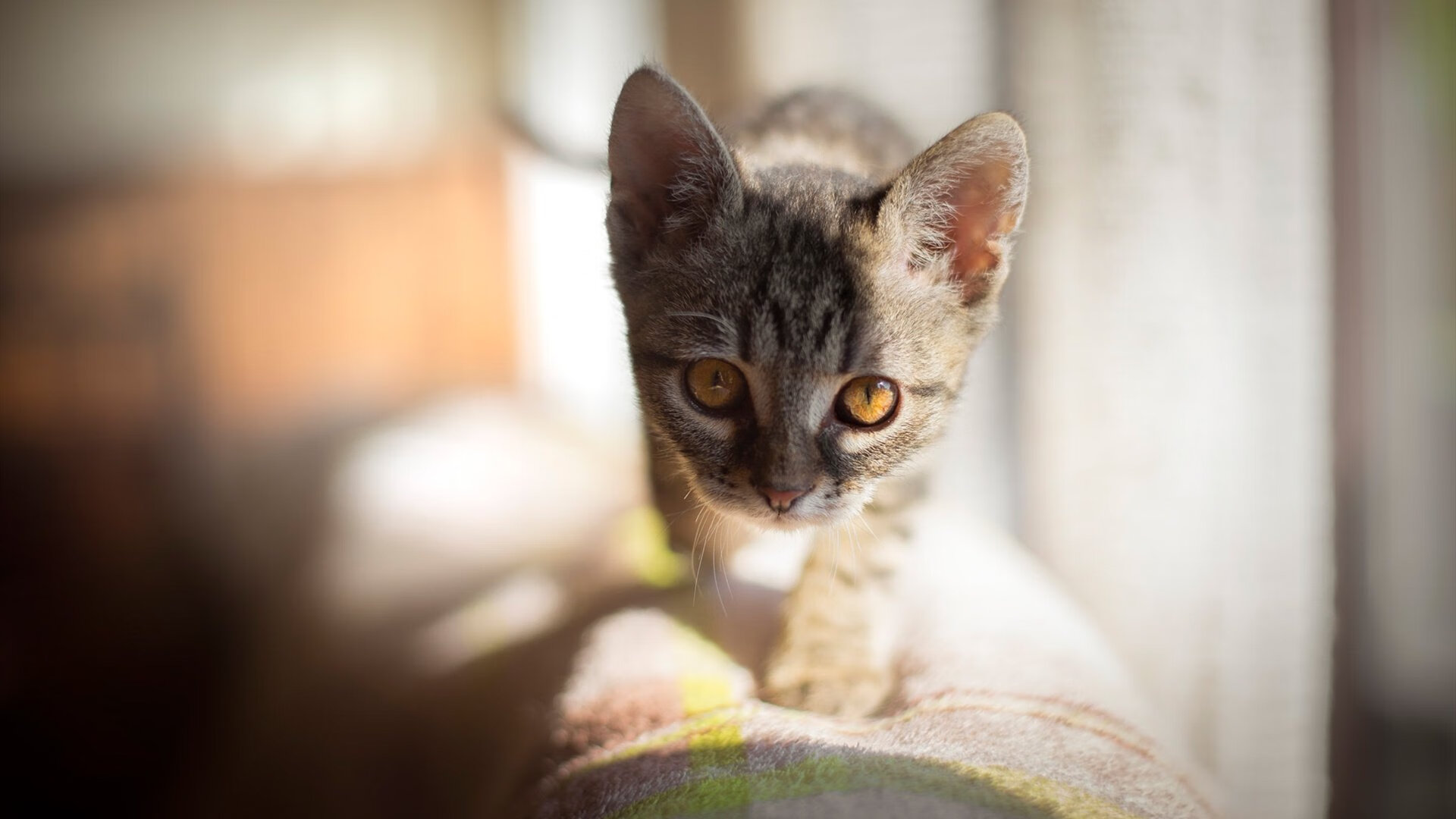 爱游戏电脑版官网-伊朗男足在巴黎奥运会比赛中以3-0击败几内亚,伊朗男子足球队