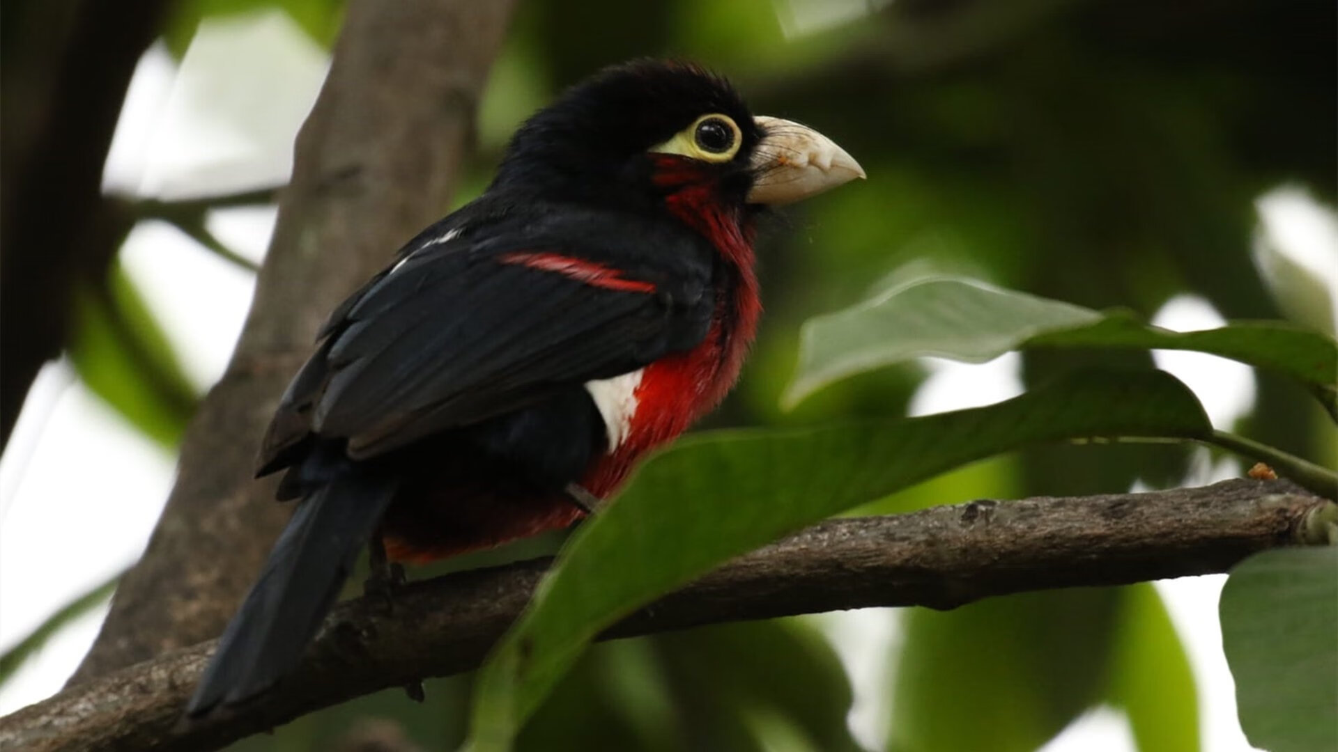 AYX官网-卫冕冠军的欧冠之路:他们还能保持冠军光环吗?,欧冠卫冕有多难